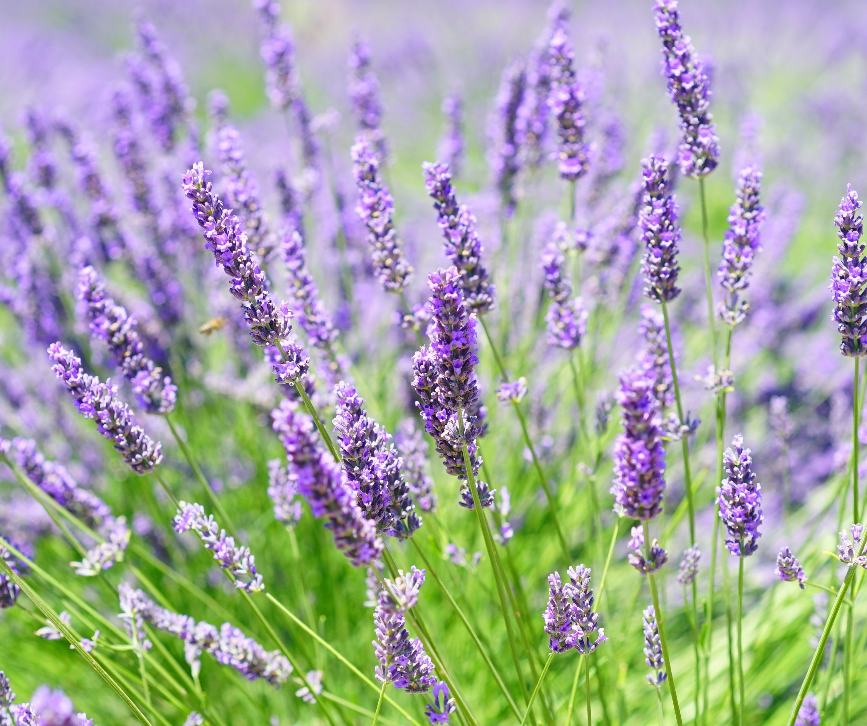 lavendar photo
